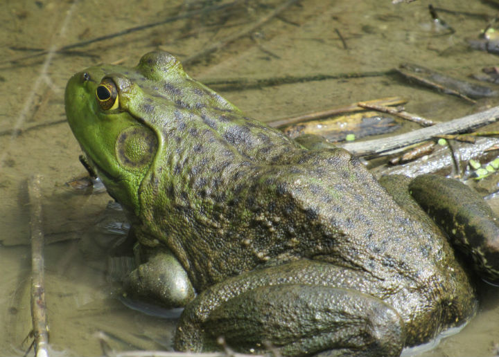 American Bullfrog